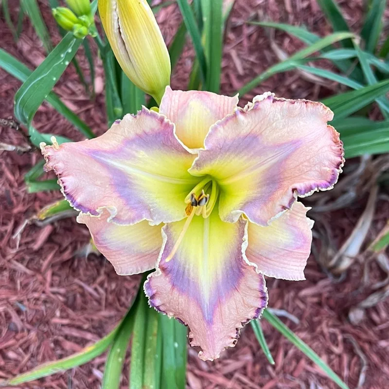 Pastel Pattern daylily bloom