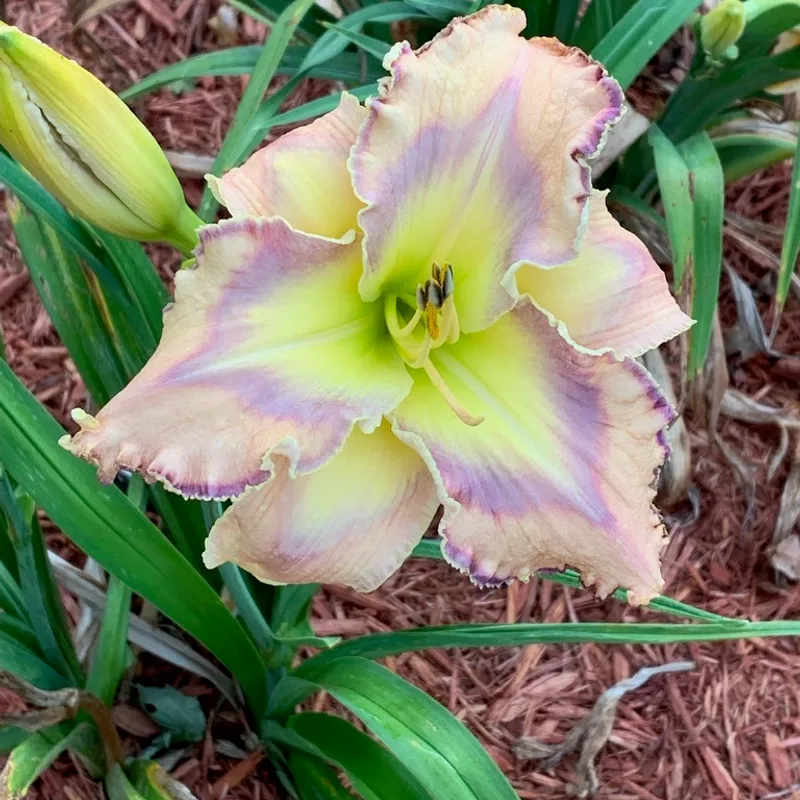 Pastel Pattern from Graceful Petals Daylilies