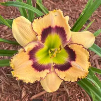Woodlea Wonder thumbnail