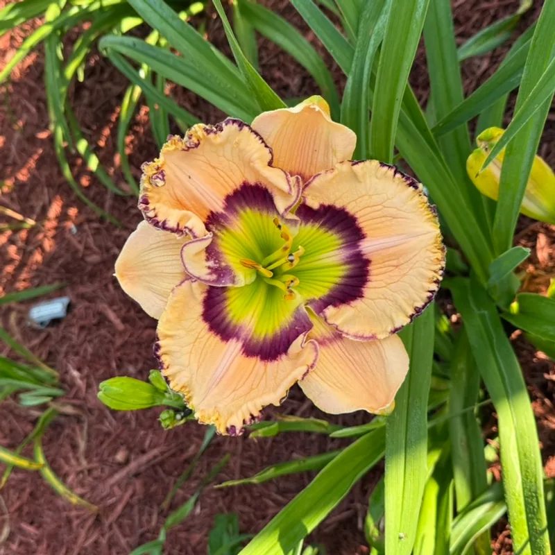 Woodlea Wonder from Graceful Petals Daylilies