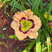 Woodlea Wonder thumbnail