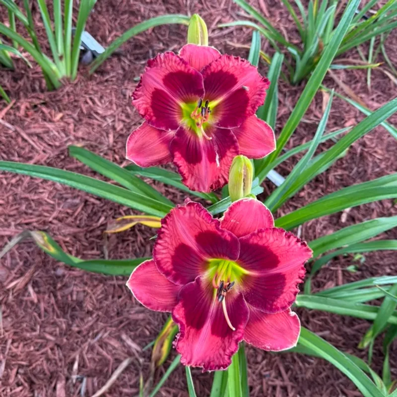 Hotlanta from Graceful Petals Daylilies