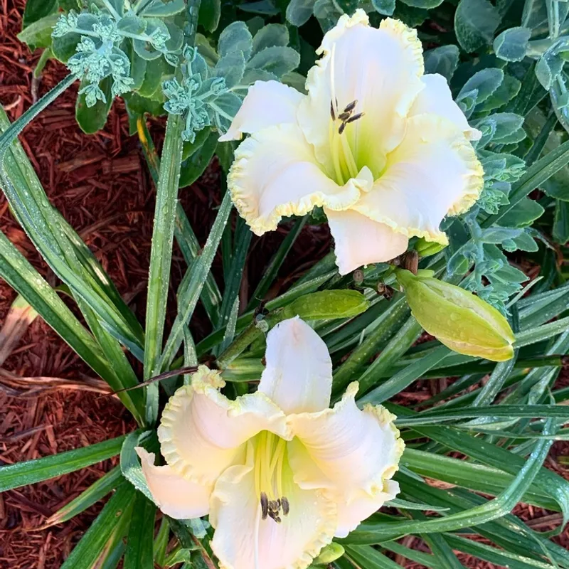 President Ronald Reagan from Graceful Petals Daylilies
