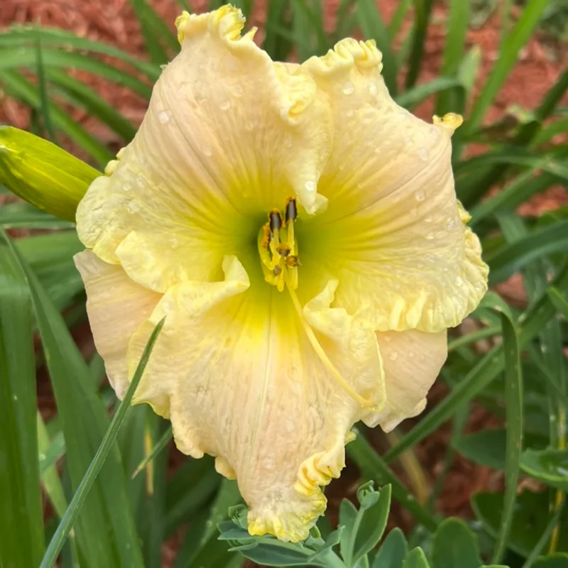President Ronald Reagan from Graceful Petals Daylilies