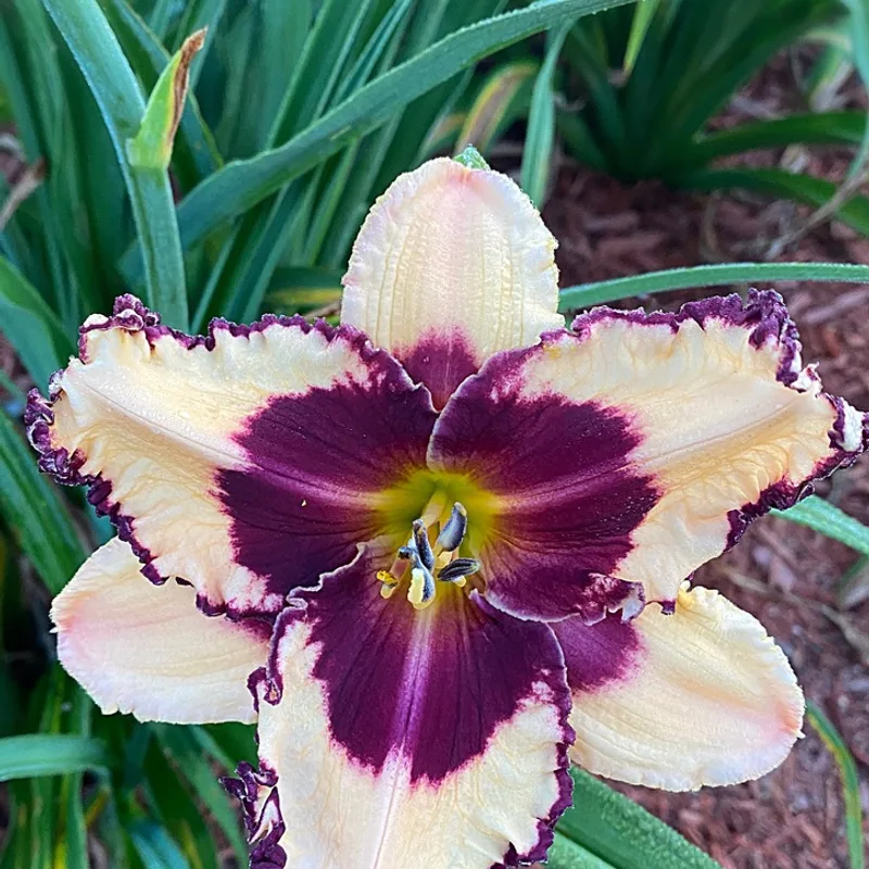 Sabine Baur from Graceful Petals Daylilies