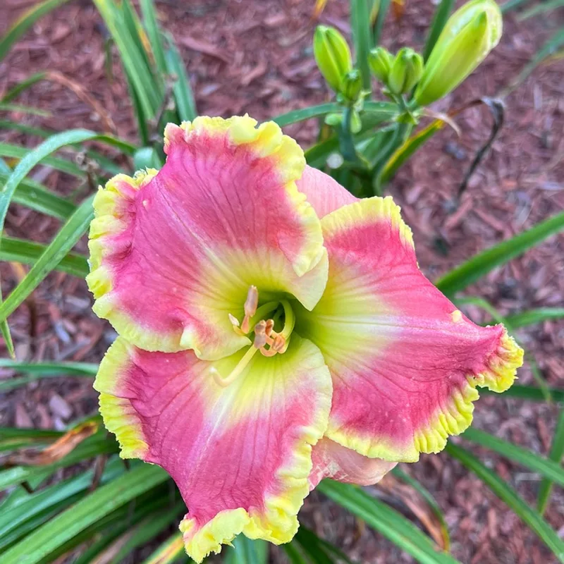 Vivacious Spirit daylily bloom