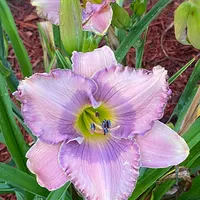 Orchid Elegance thumbnail