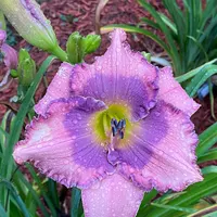 Orchid Elegance thumbnail