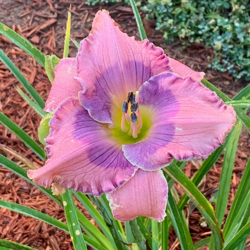 Orchid Elegance from Graceful Petals Daylilies