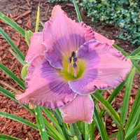 Orchid Elegance thumbnail