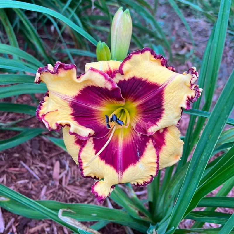 John Bassilli daylily bloom