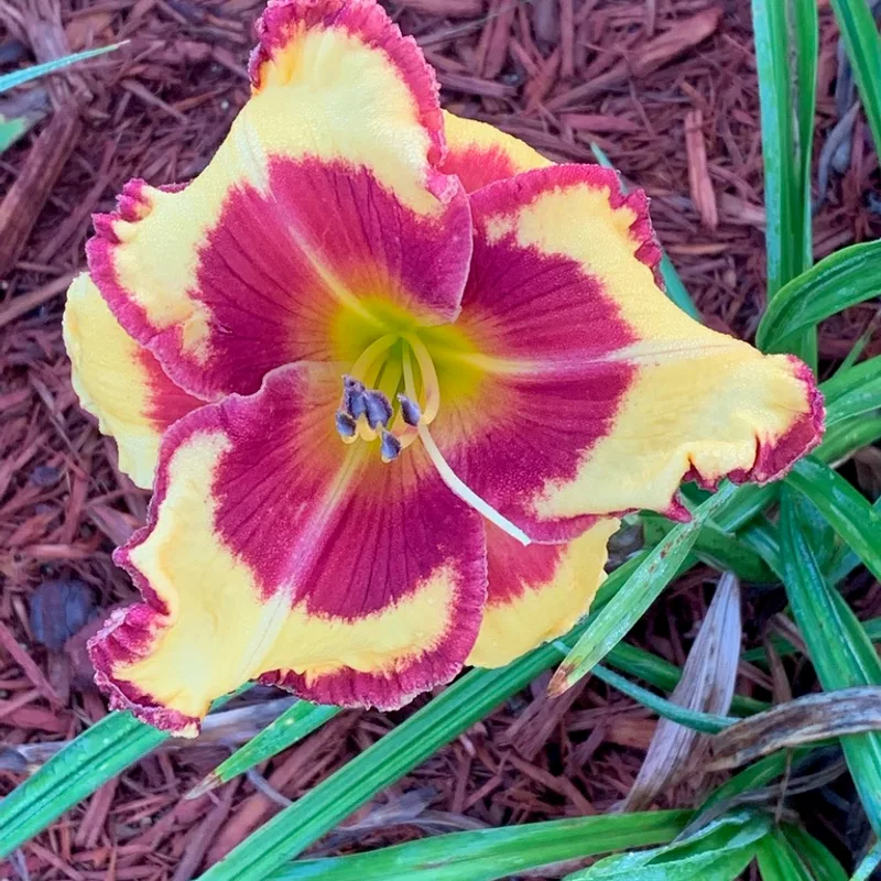 John Bassilli from Graceful Petals Daylilies