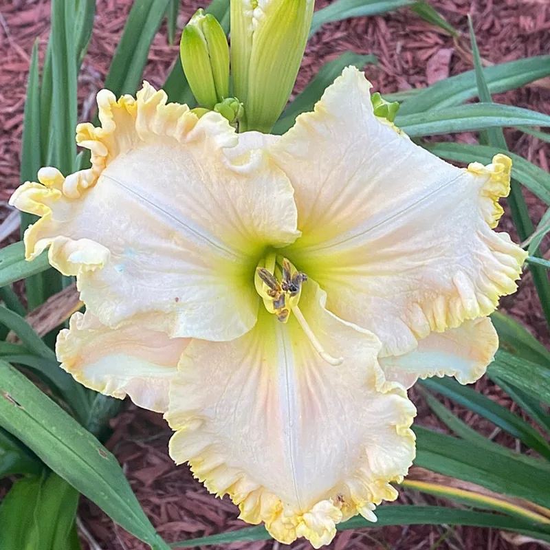 Boundless Beauty