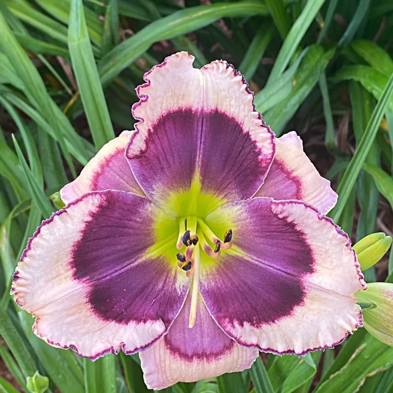Nile Princess from Graceful Petals Daylilies