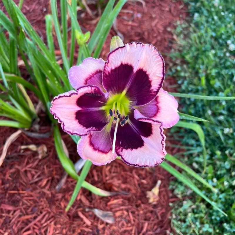 Nile Princess from Graceful Petals Daylilies