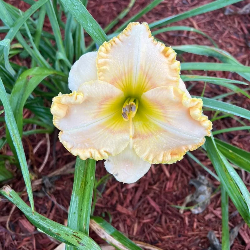 Sunny Safari from Graceful Petals Daylilies