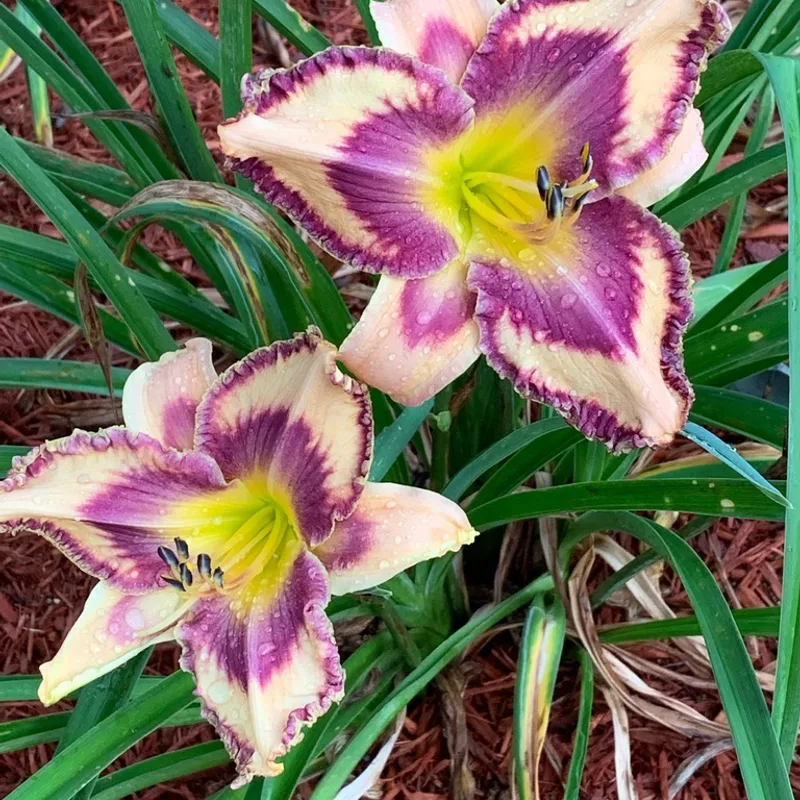 Ashton's Giggles from Graceful Petals Daylilies