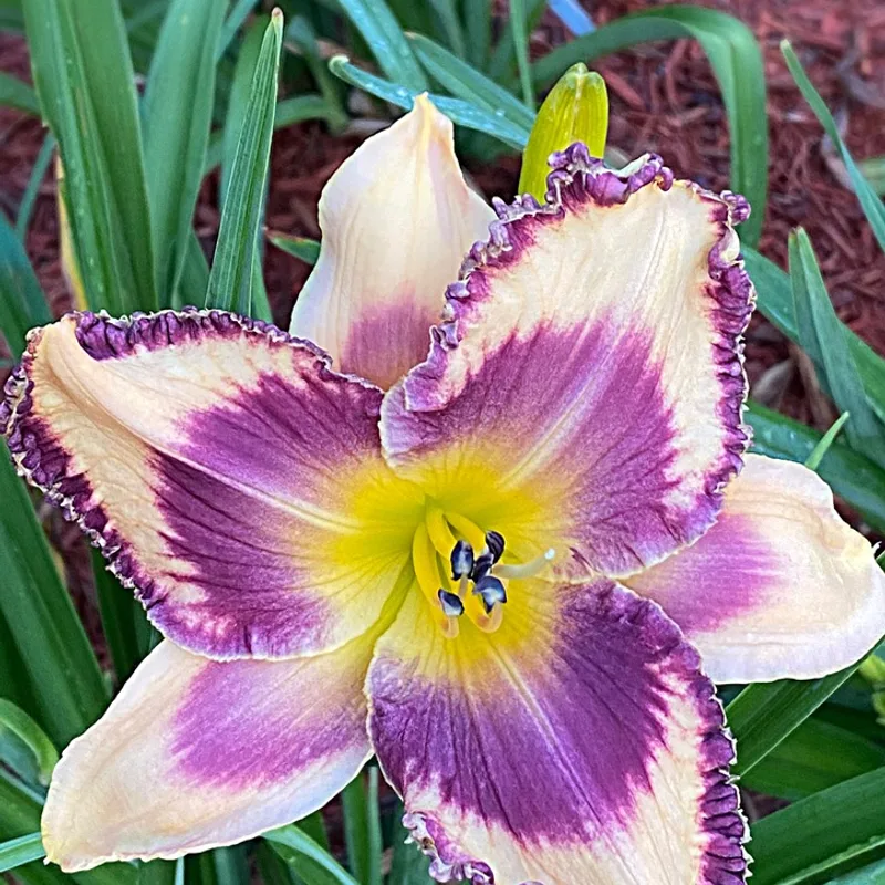 Ashton's Giggles from Graceful Petals Daylilies
