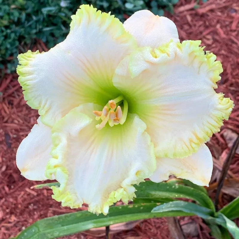 Fringy daylily bloom