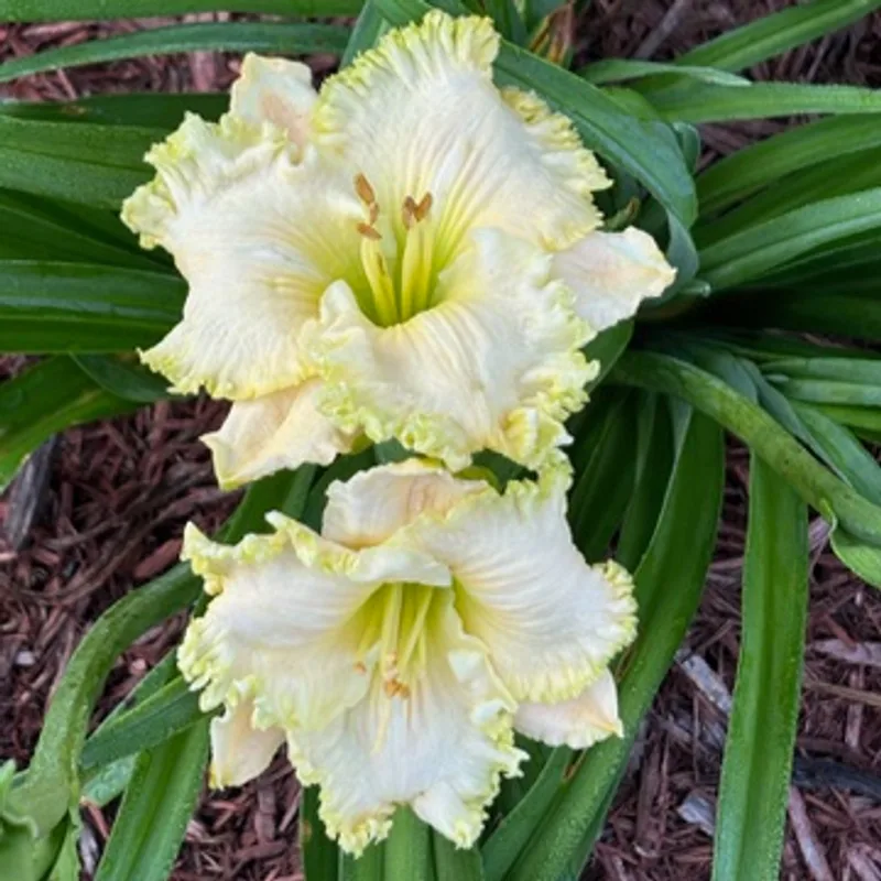 Fringy  from Graceful Petals Daylilies