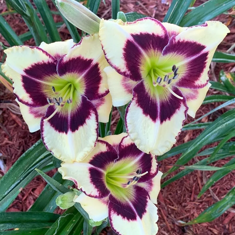 Black Mingo from Graceful Petals Daylilies
