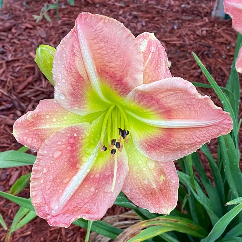 New Series daylily bloom