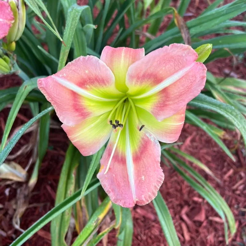 New Series from Graceful Petals Daylilies