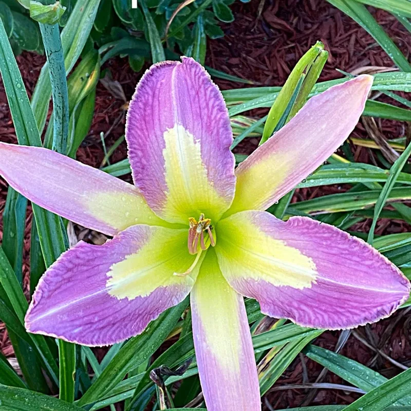 Epicenter  from Graceful Petals Daylilies