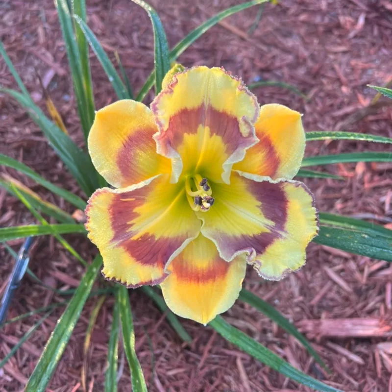 New Paradigm from Graceful Petals Daylilies
