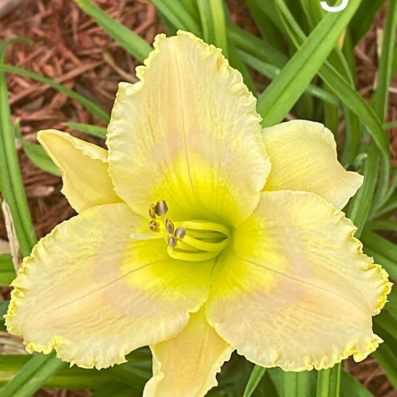 Last Song  from Graceful Petals Daylilies