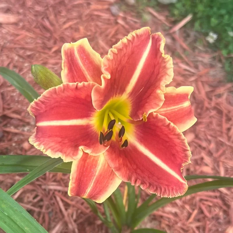 Chili Spice  from Graceful Petals Daylilies