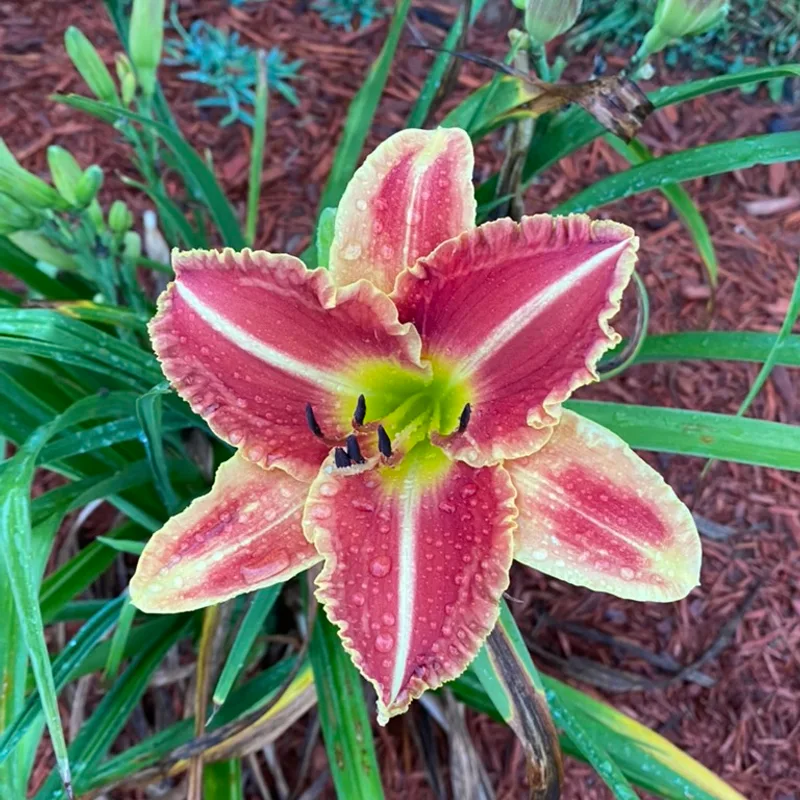 Chili Spice  from Graceful Petals Daylilies
