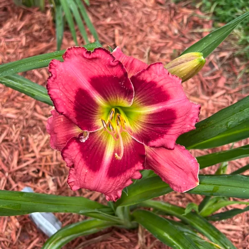 Breakfast with Santa from Graceful Petals Daylilies