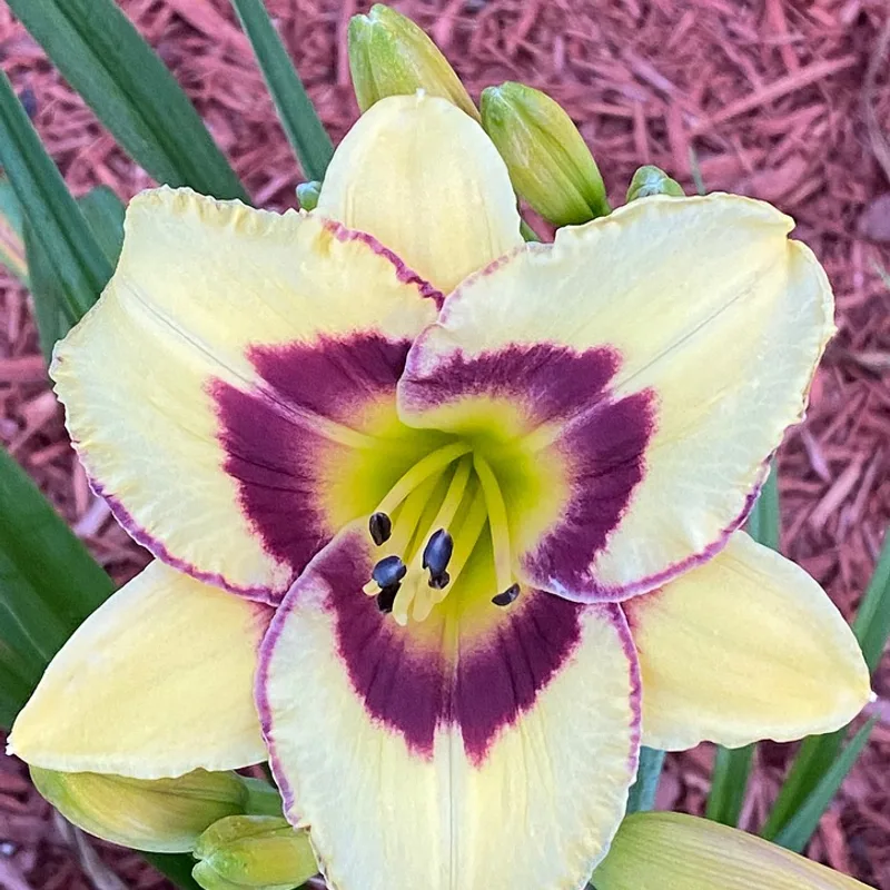 El Desperado from Graceful Petals Daylilies