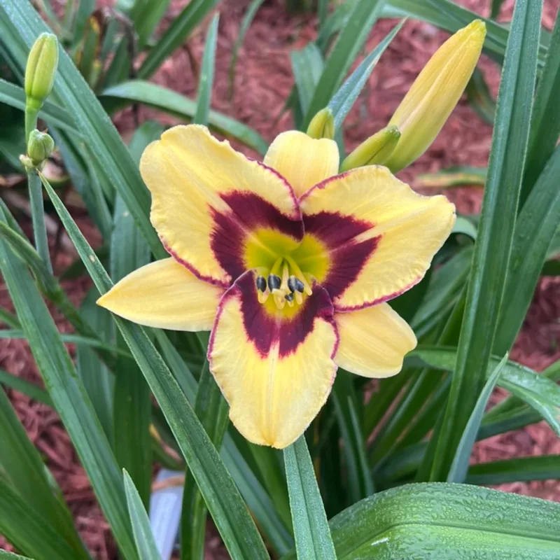 El Desperado from Graceful Petals Daylilies