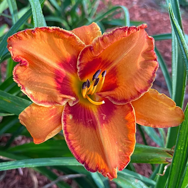 Volcano Queen from Graceful Petals Daylilies