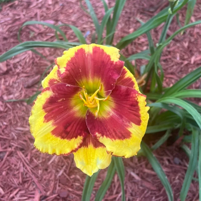 Sir Francis Drake from Graceful Petals Daylilies