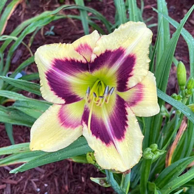 Heavenly Dark Matter from Graceful Petals Daylilies
