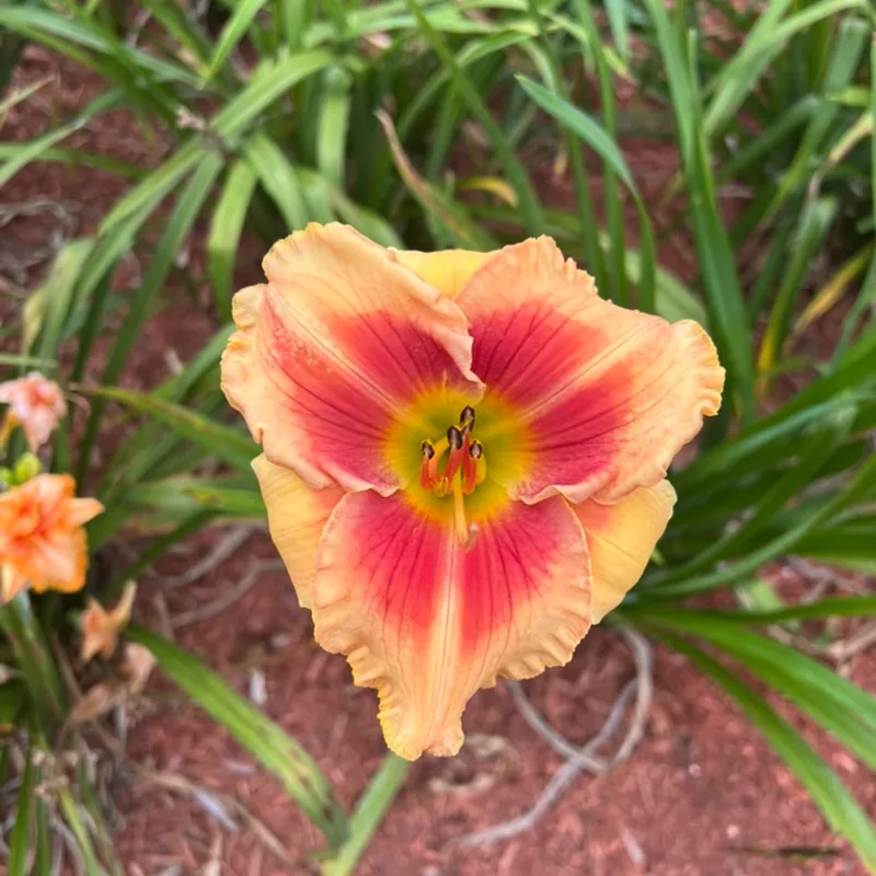 Birthday Wishes from Graceful Petals Daylilies