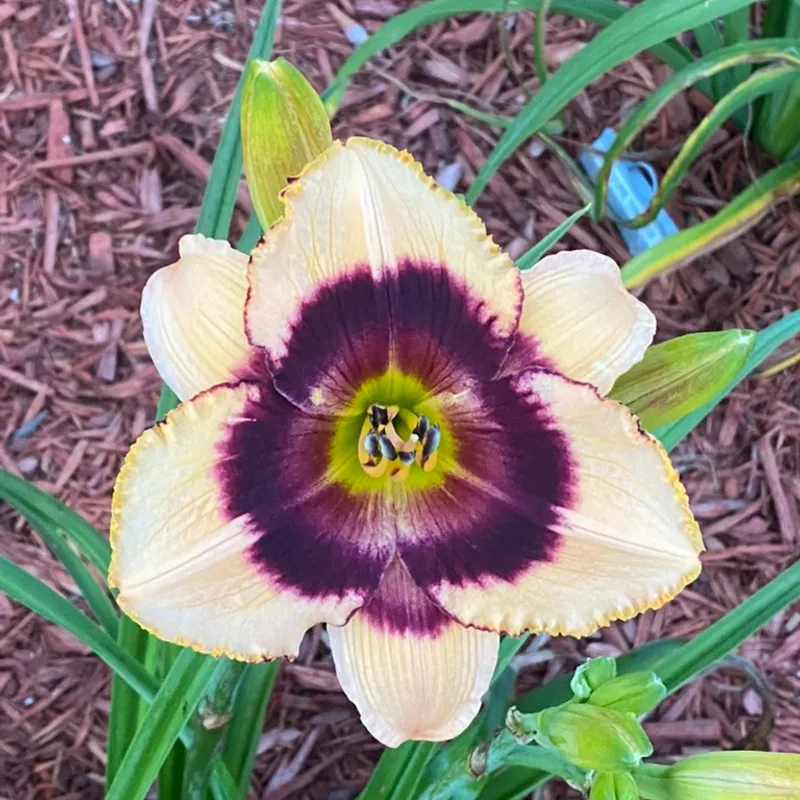Masked Phantom  from Graceful Petals Daylilies
