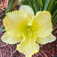 Florida's Garden Light  catalog image