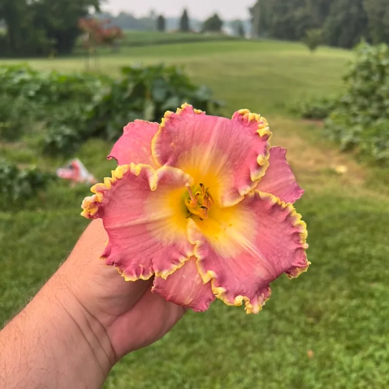 Arabian Veil  from Graceful Petals Daylilies