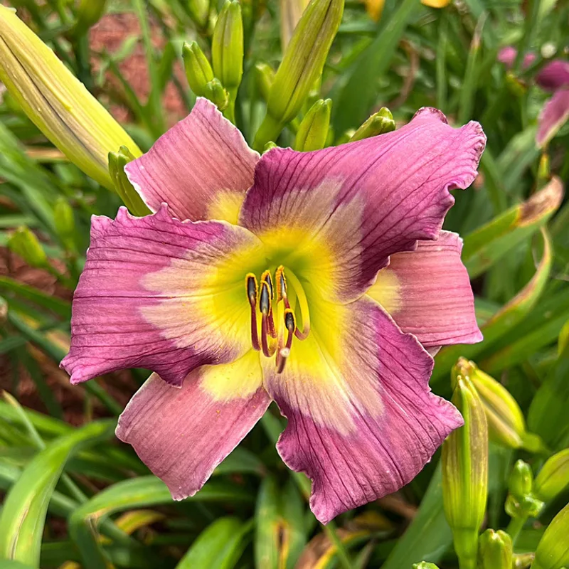Fixed Income daylily bloom