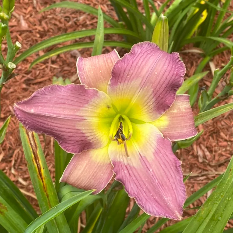 Fixed Income  from Graceful Petals Daylilies
