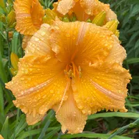 Orange Velvet catalog image