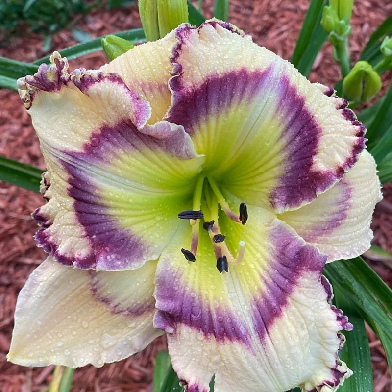 Jared Timothy Bell from Graceful Petals Daylilies