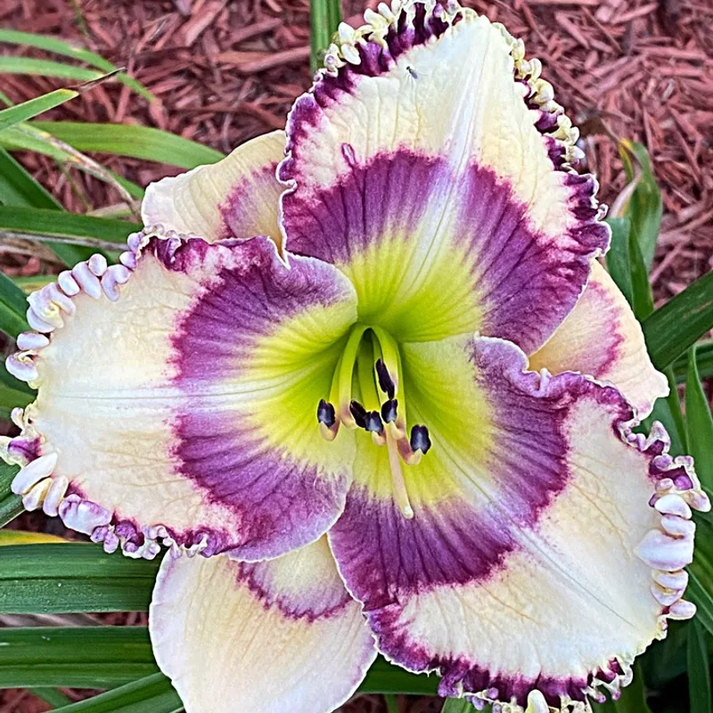 Jared Timothy Bell from Graceful Petals Daylilies