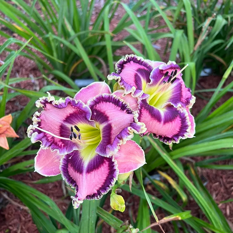 Moving Pictures from Graceful Petals Daylilies