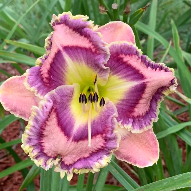 Moving Pictures from Graceful Petals Daylilies