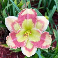 Roseate Stained Glass thumbnail